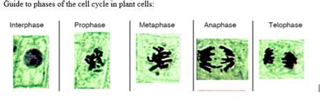 Mitosis Stages Under Microscope