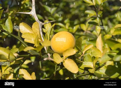 Mock Orange Tree Fruit | Fruit Trees