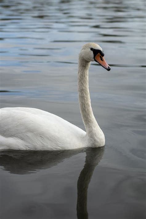 Swan Floating in a Lake · Free Stock Photo