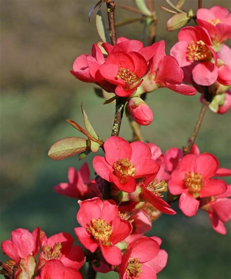 Chaenomeles speciosa (common flowering-quince): Go Botany