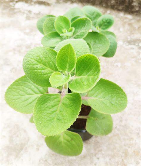 Ajwain Plant with Pot (Green )| Medicinal Plants | Herb | Plant with Pot, 5 x 10 x 5 cm, (GW ...