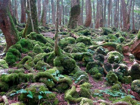 Aokigahara Forest – Fujinomiya-shi, Japan - Atlas Obscura