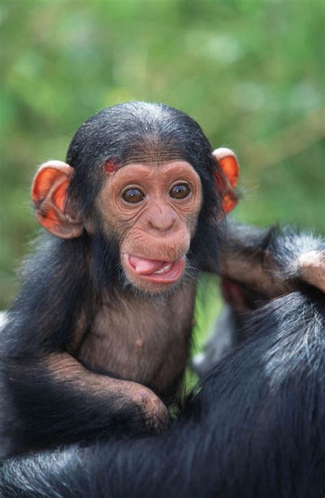 Chimpanzee traffickers exposed: BBC exposes secret trafficking network ...