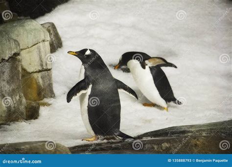 Montreal Biodome Winter Stock Photos - Free & Royalty-Free Stock Photos from Dreamstime