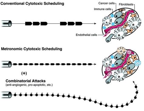 JCI - Less is more, regularly: metronomic dosing of cytotoxic drugs can target tumor ...