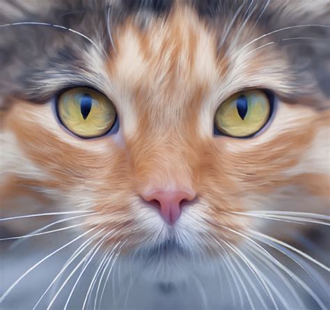 Cat face drawing free vector download (91,138 Free vector) for ...