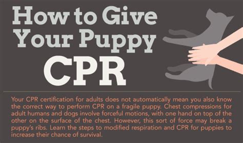 How To Give CPR To Your Puppy CPR - Infographic