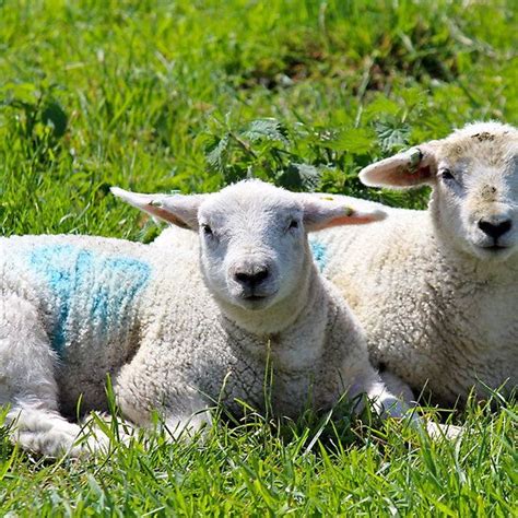 Linsey-Woolsey Brothers - taken at Avebury, England! | Brother, Animals