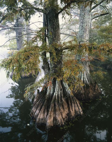 Bald Cypress Trees - Stock Image - C012/0437 - Science Photo Library