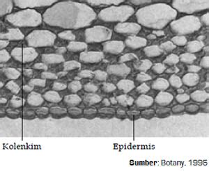 Jaringan Kolenkim dan Sklerenkim | Siswapedia