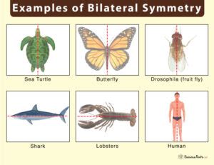 Bilateral Symmetry – Definition, Examples, Evolution, & Advantages