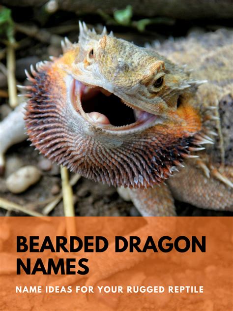 225 Bearded Dragon Names for Your Rugged Reptile - PetHelpful