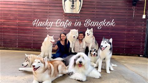 Husky Cafe in Bangkok | TrueLove at Neverland - YouTube