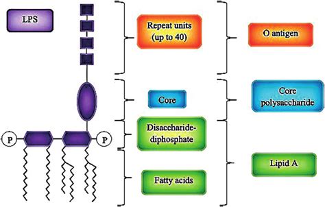 The major parts of endotoxin (lipopolysaccharides) structure ...