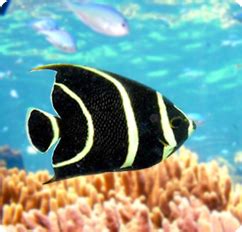 French Angelfish -Juvenile - Pomacanthus paru