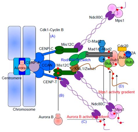 Cells | Free Full-Text | Recent Progress on the Localization of the Spindle Assembly Checkpoint ...