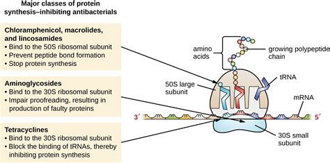 10.2 Mechanisms of Antibacterial Drugs – Allied Health Microbiology