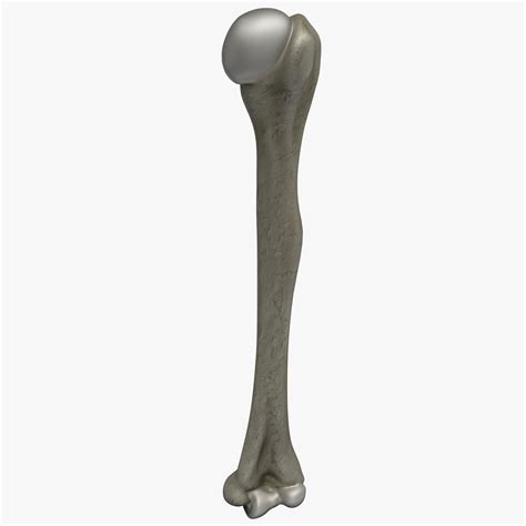 humerus bone 3d model