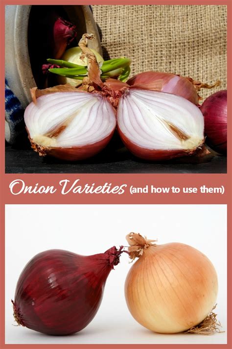 Onion Varieties - Types of Onions and How to Use Them