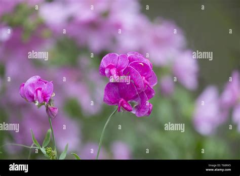 Lathyrus latifolius Stock Photo - Alamy