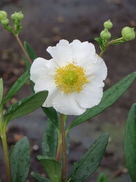 Carpenteria californica 'Elizabeth' - Boething Treeland Farms