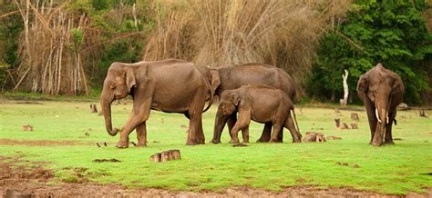 Explore the Diverse Wildlife at Nagarahole National Park