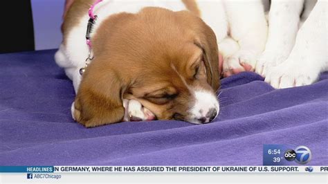 Protecting pets from canine flu - ABC7 Chicago