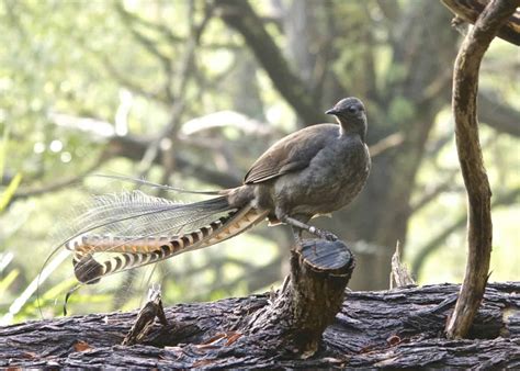 The amazing Lyrebird can mimic any sound in the world