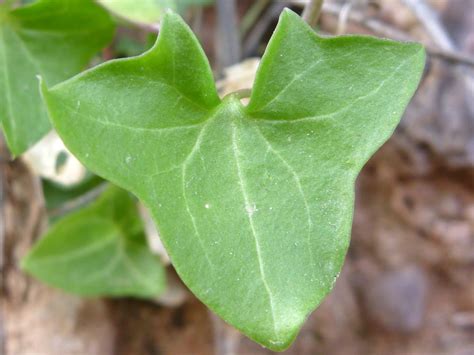 Triangular leaf - pictures of Maurandella Antirrhiniflora ...