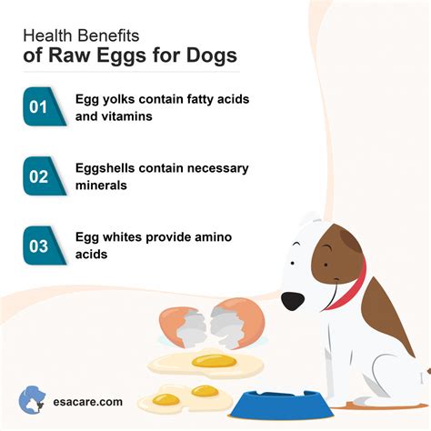 Are Raw Eggs Good for Dogs? Are They Safe? - ESA Care