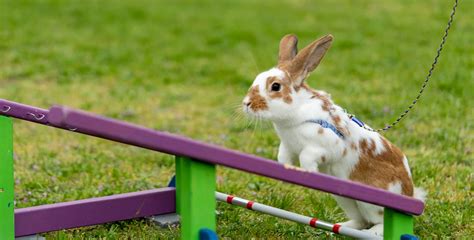 VIDEO OF THE WEEK: European bunny-hopping championship comes to Czech ...