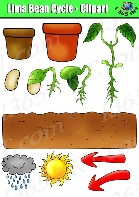 Plant Life Cycle Clipart - Lima Bean Set Bundle Graphics Commercial-Use