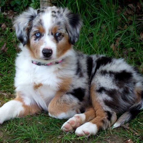 Miniature Australian Shepherd Breed Guide - Learn about the ... | Cute ...