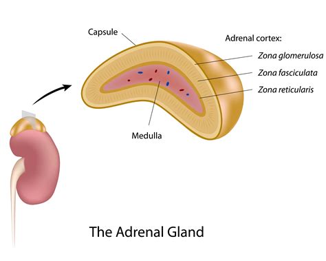 Adrenal Gland Removal