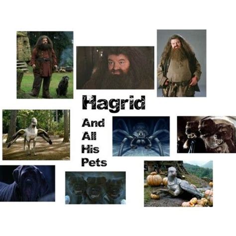 Your Fav Hagrid's Pet? | Harry Potter Amino