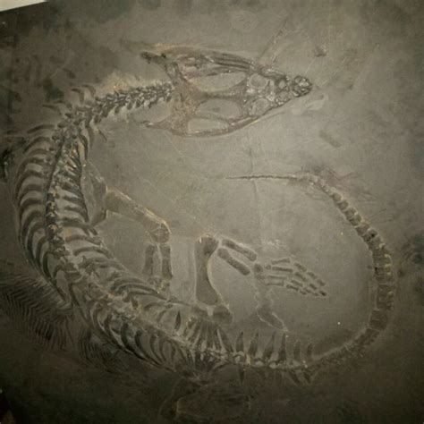 Fossil nothosaurus - Is It Real? How to Recognize Fossil Fabrications ...