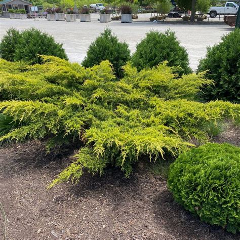 Juniperus chinensis 'Gold Lace' - Midwest Groundcovers, LLC