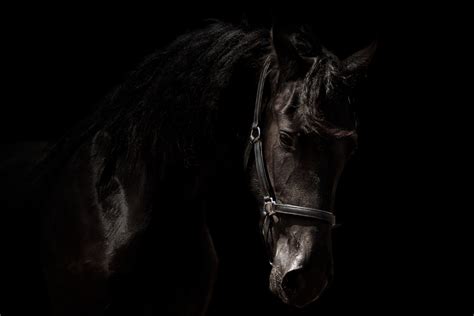 Black and White Horse Wallpaper - WallpaperSafari