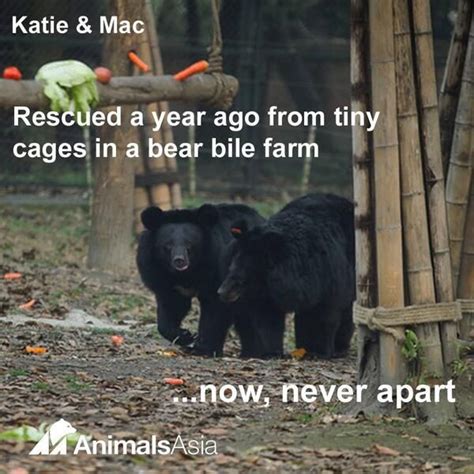 Rescued moonbears | Bear, Black bear, Moon bear