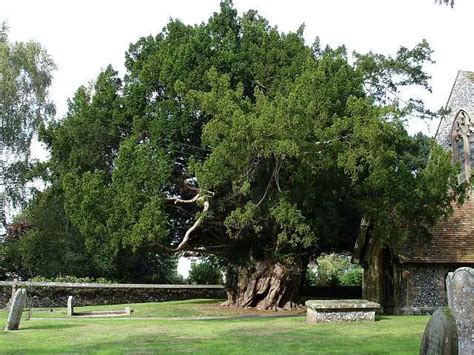 Yew Tree Symbolism in Christianity - What is the Magic of It?