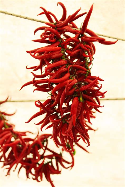 Free Images : flower, petal, spice, cooking, produce, vegetable, holiday, tourism, new mexico ...