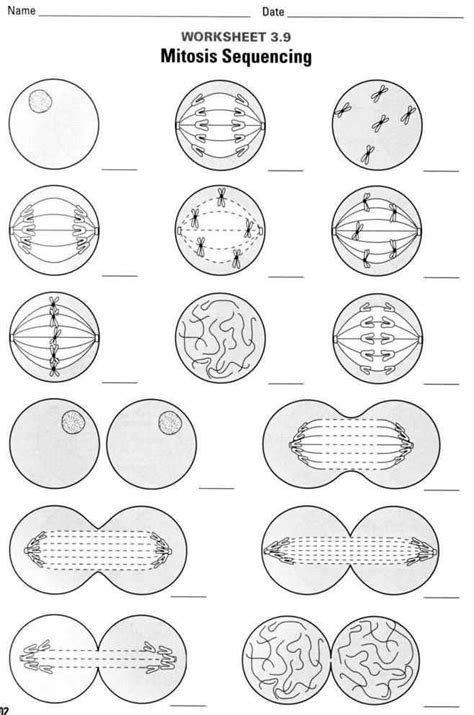 Cell Division and Mitosis Worksheet Answer Key | Biology lessons, Biology classroom, Mitosis