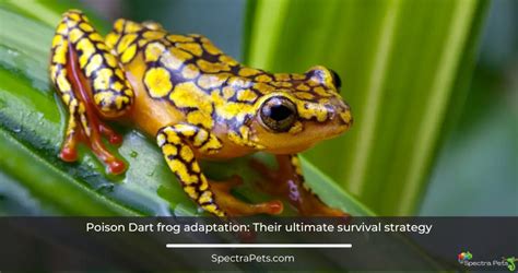 Poison Dart Frog Adaptation: Their Ultimate Survival Strategy