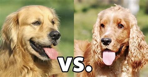 Golden Retriever vs. Cocker Spaniel: 9 Differences Between Them ...