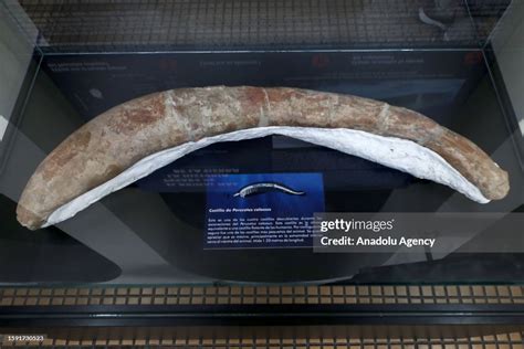 A view of fossilized remains of the colossus Perucetus, a primitive... News Photo - Getty Images