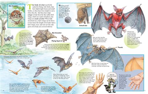 The Body of a Bat is Perfectly Suited for Flying - NWF | Ranger Rick