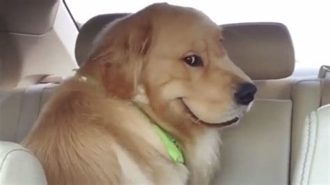 Smiling Dog / Evil Dog in Backseat | Know Your Meme