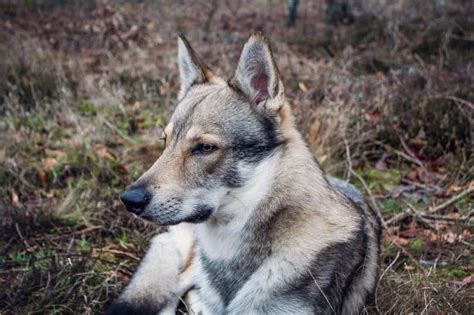 This is What You Need to Know About the German Shepherd Wolf Mix - Animalso