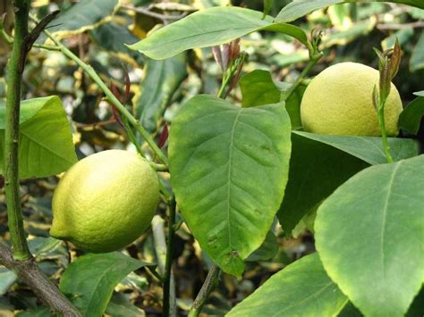 Lemon Seed Germination, Growing from Seed (Citrus) | Gardening Tips