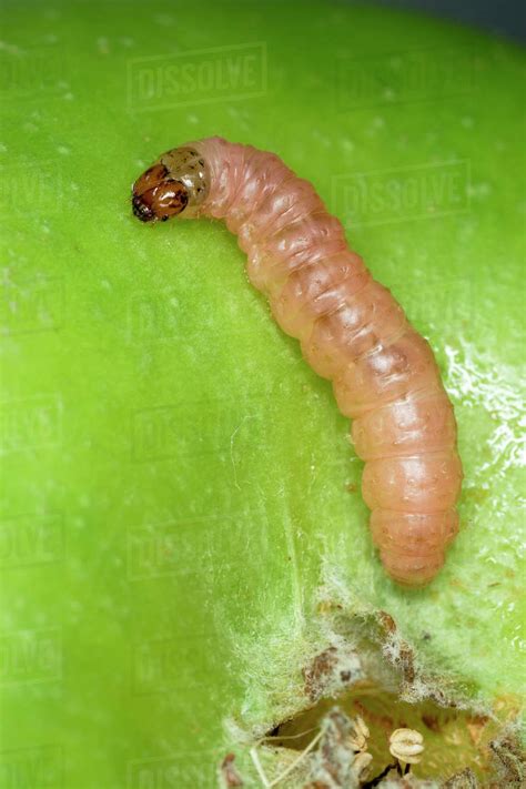 Agriculture - Closeup of a Codling Moth larva (Cydia pomonella) on a green apple. - Stock Photo ...